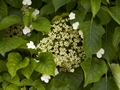 Hydrangea petiolaris-1 Hortensja pnąca